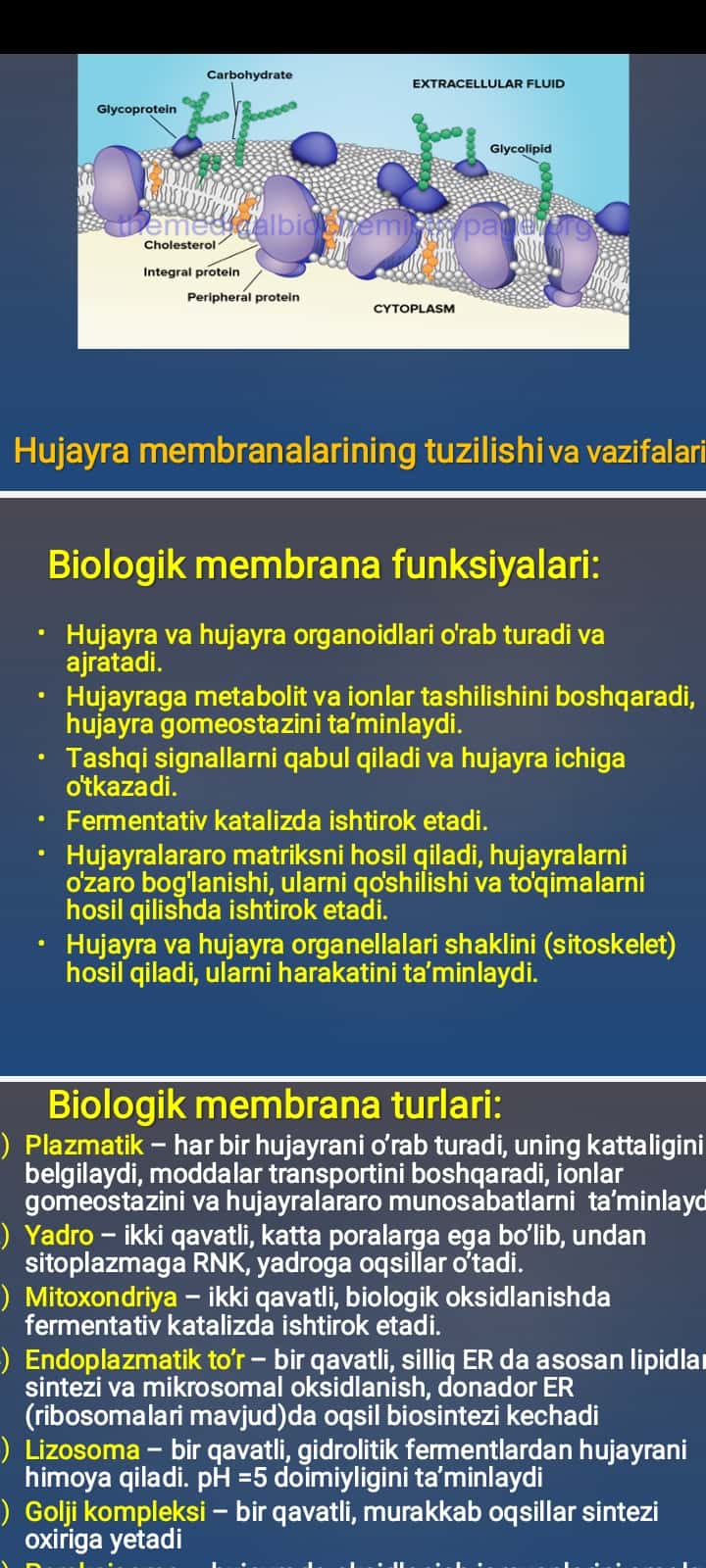 Hujаyrа mеmbrаnаlаrining tuzilishi va vazifalari