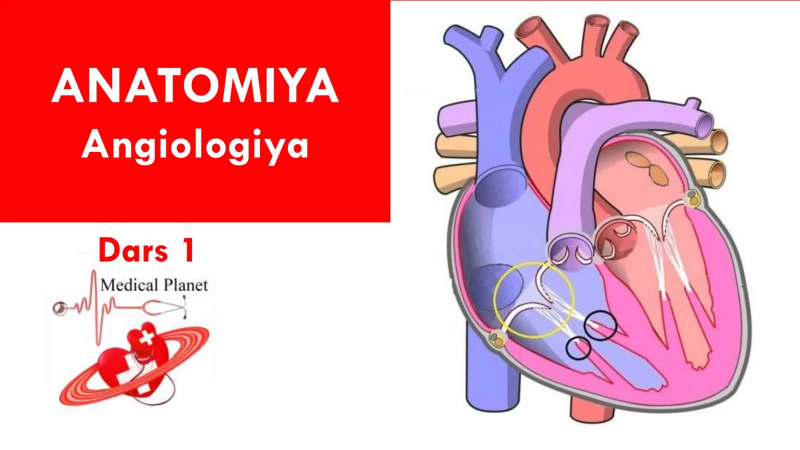 Angiologiya 1 qism
