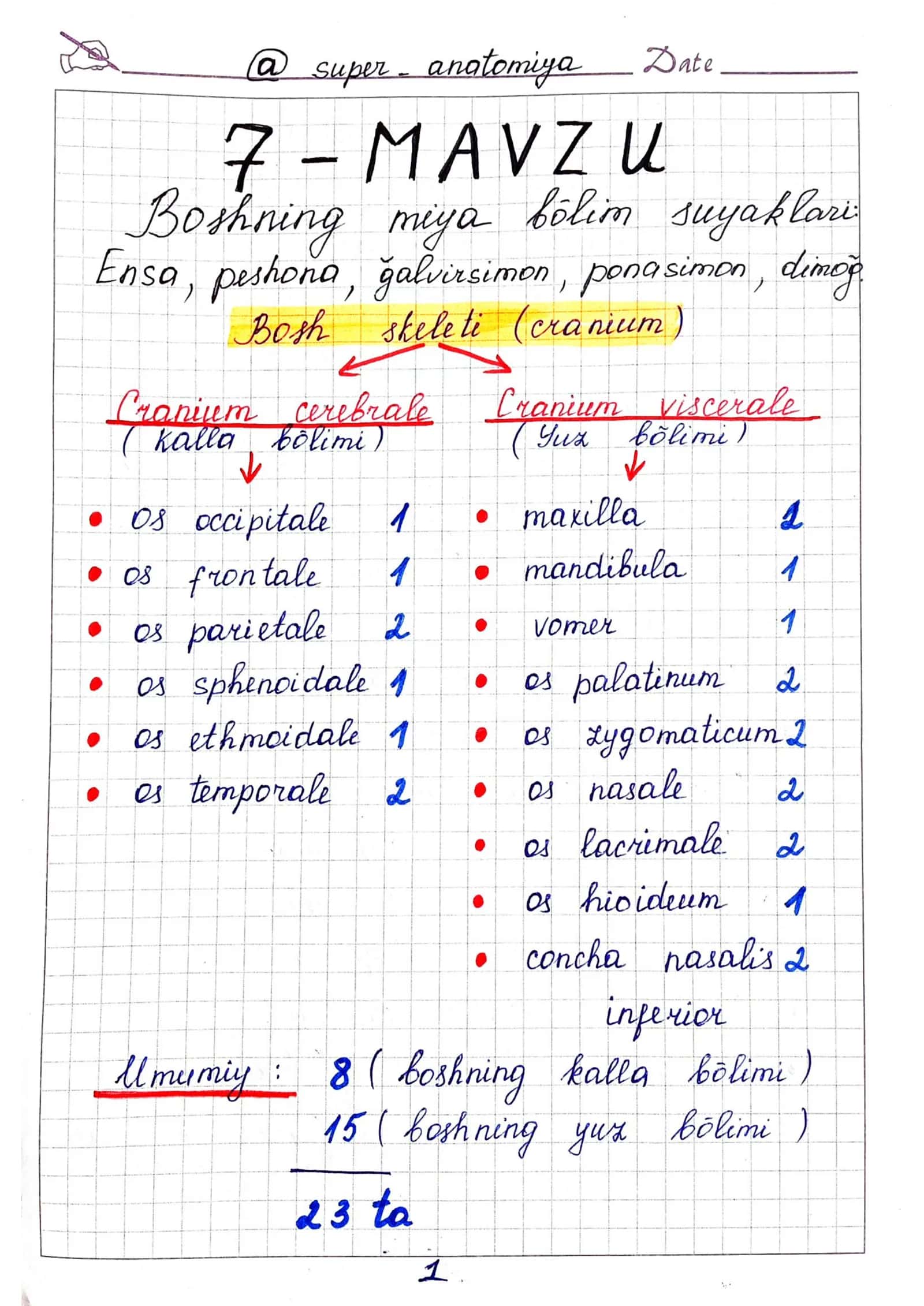 Ensa, ponasimon, peshona, g'alvirsimon, dimog' suyaklari anatomiyasi