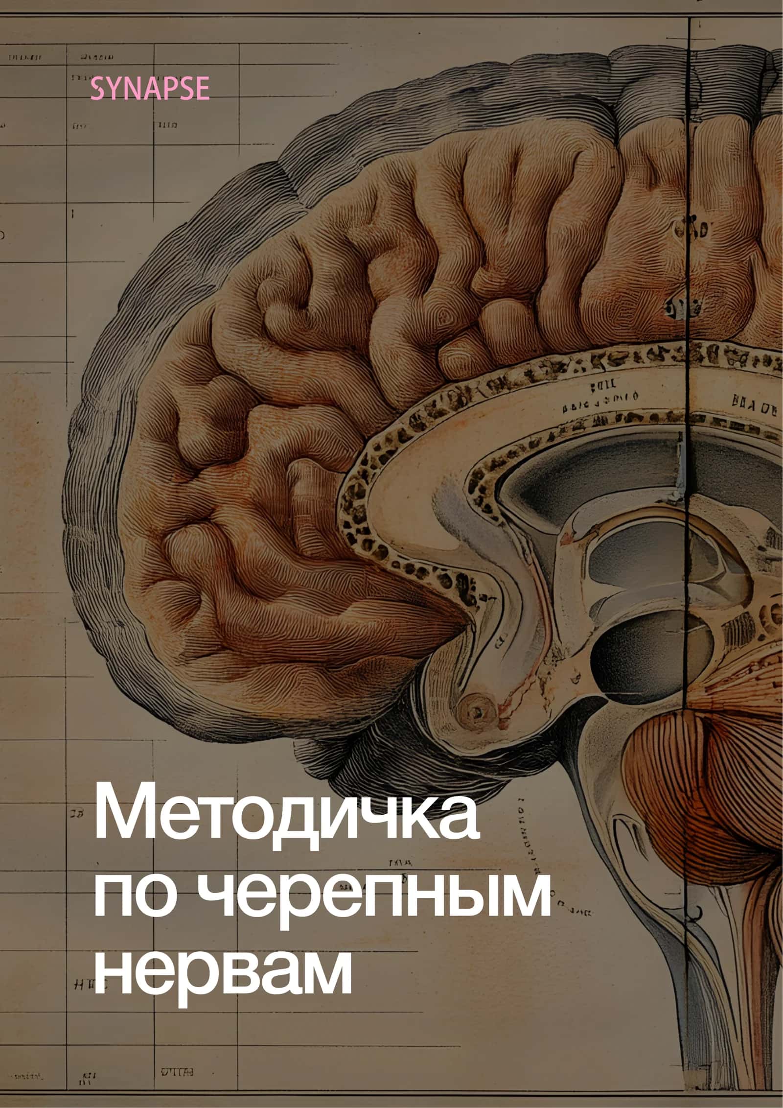 Методичка по черепным нервам