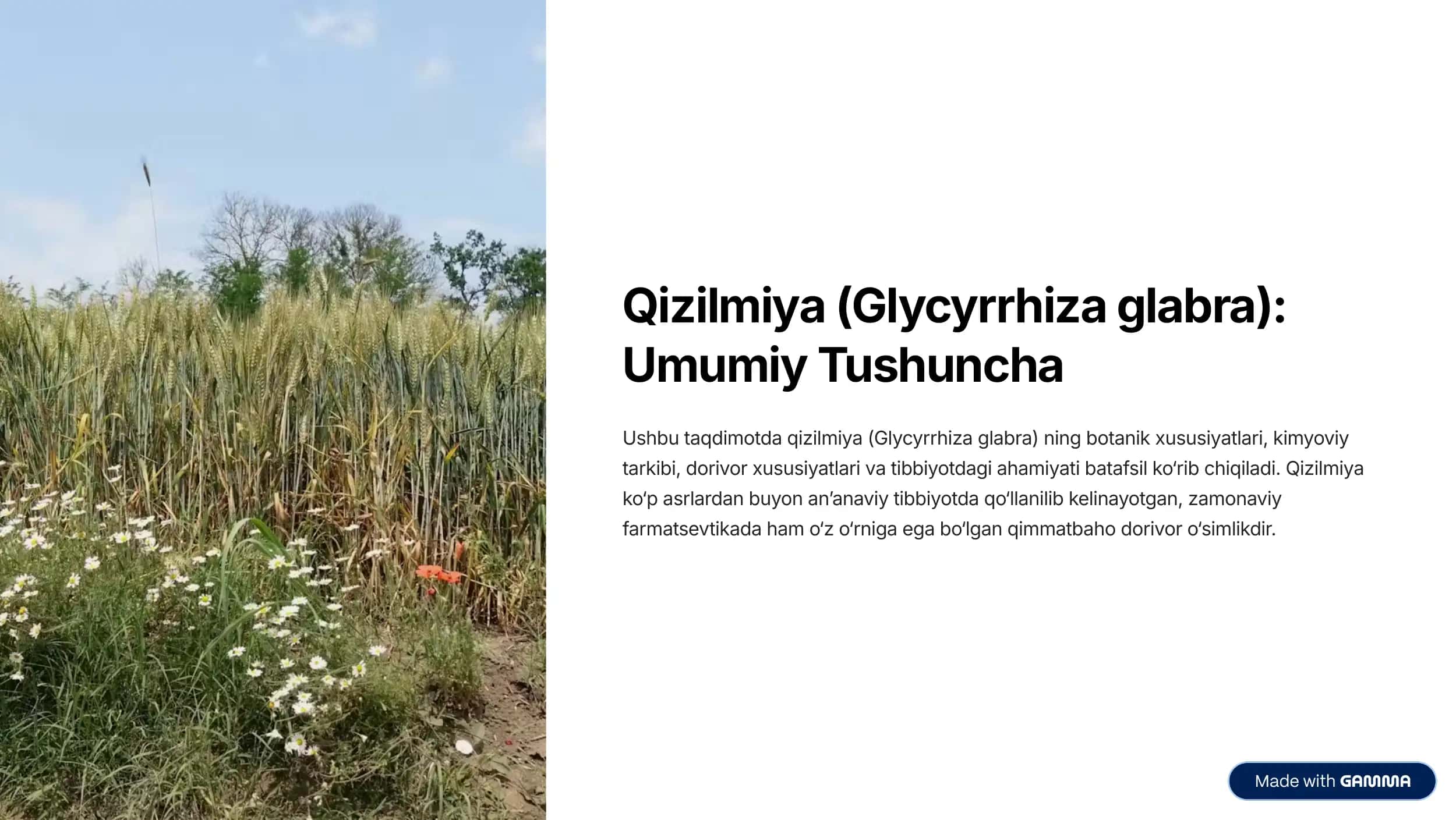 Qizilmiya-Glycyrrhiza-glabra-Umumiy-Tushuncha