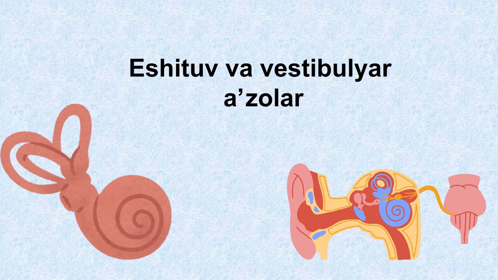 Eshituv va vestibulyar aʼzolar