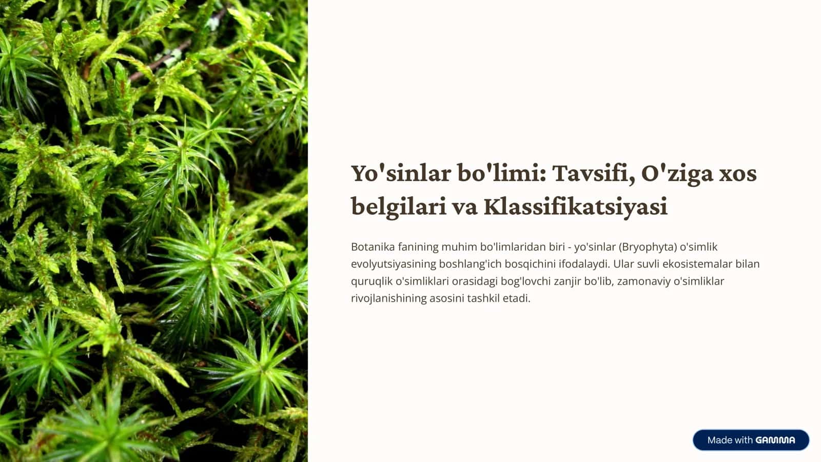 Yo'sinlar bo'limi: Tavsifi, O'ziga xos belgilari va Klassifikatsiyasi