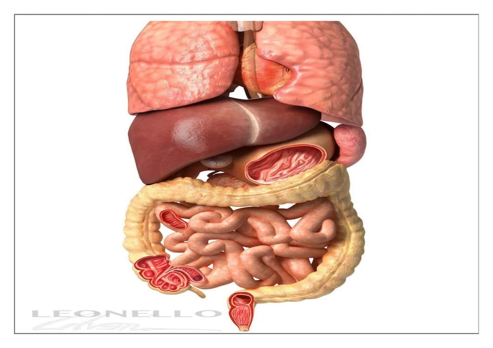 biologiya