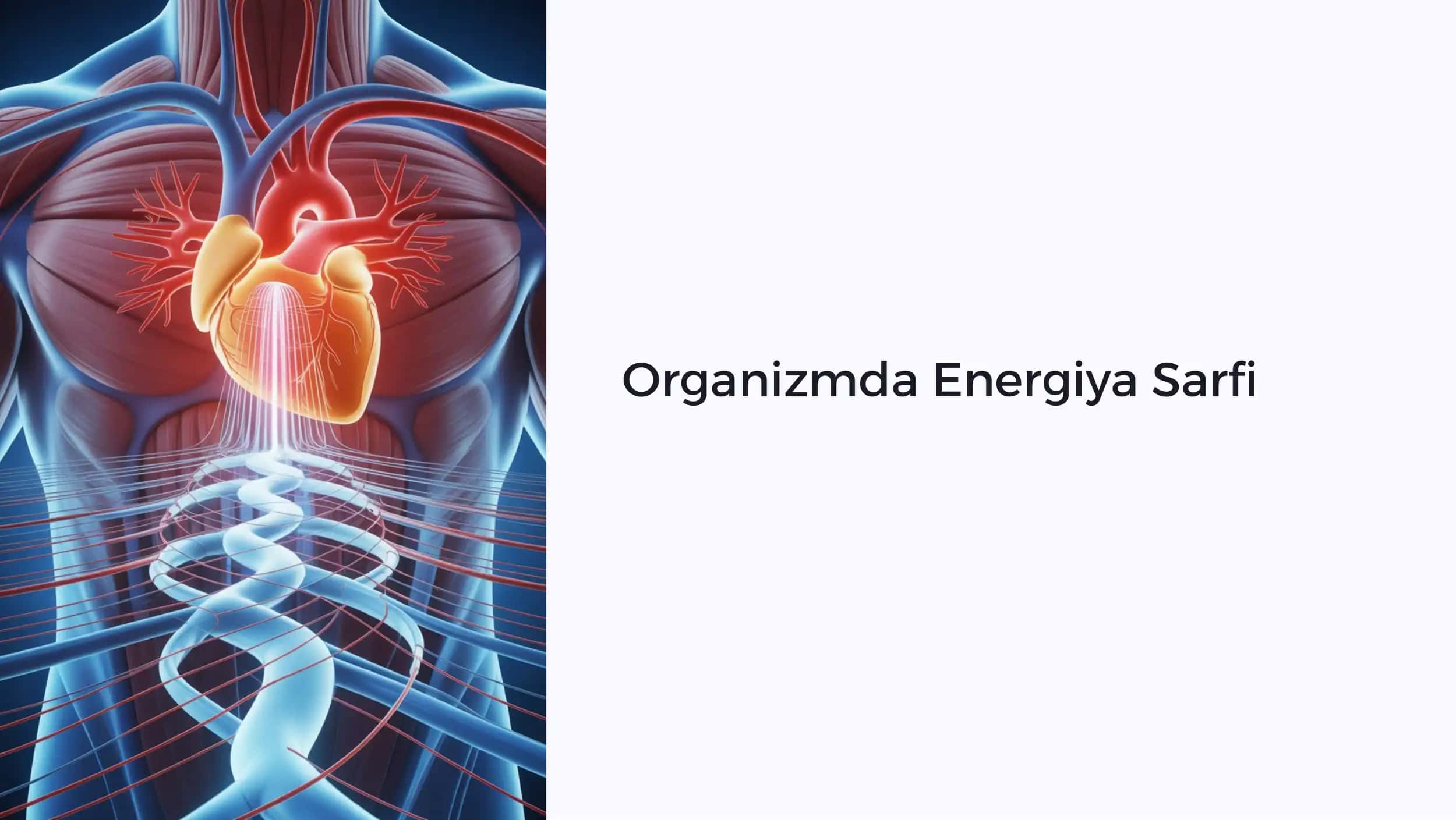 Organizmda Energiya Sarfi