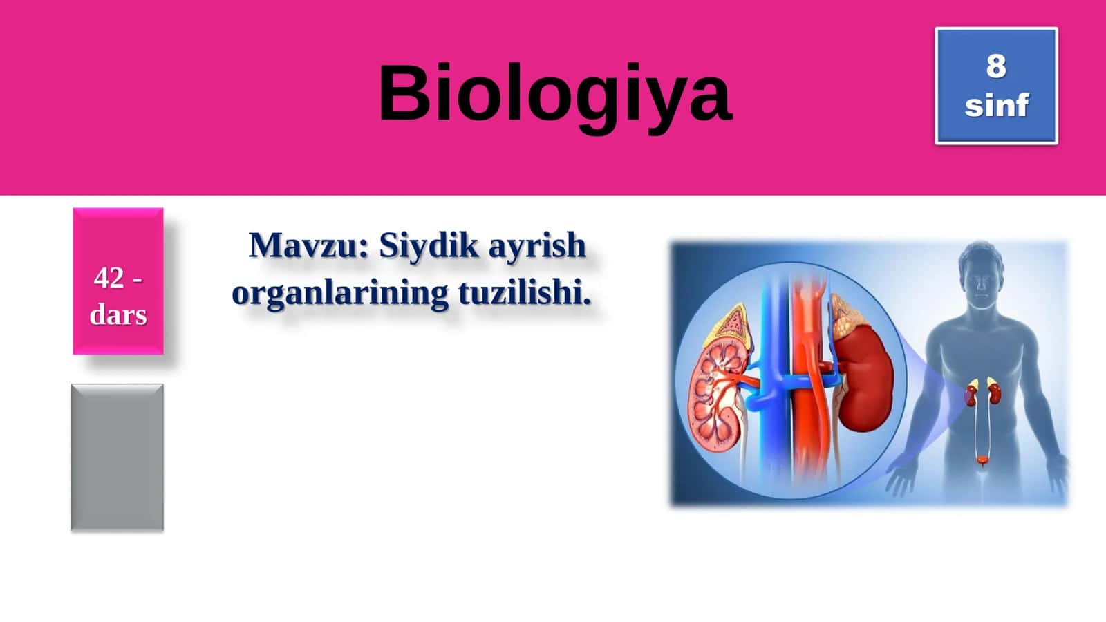 8-Sinf Biologiya: “Siydik Ayirish Organlarining Tuzilishi” Taqdimot