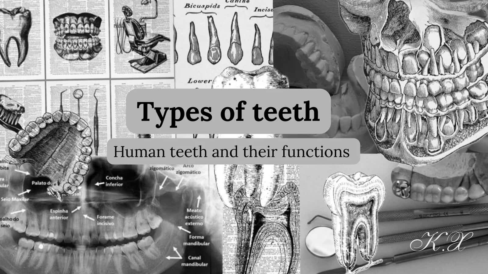 Types of teeth