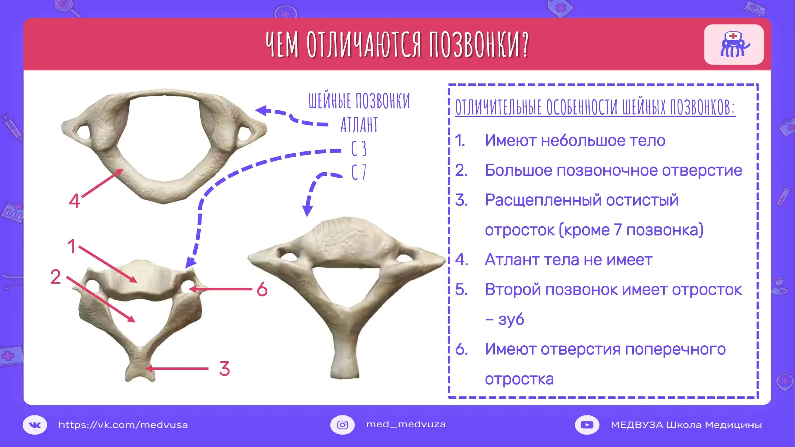 Шейные позвонки