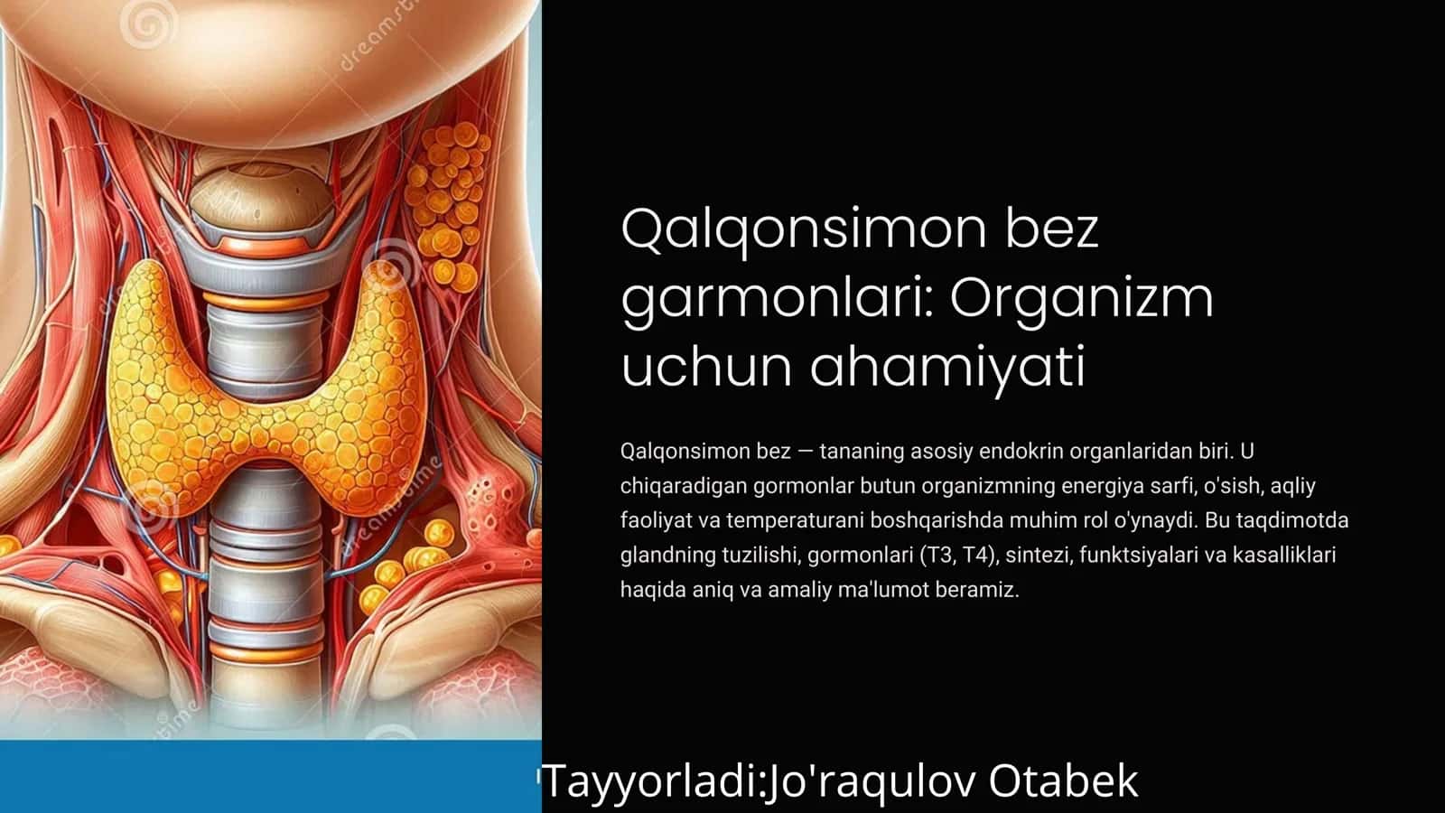 Qalqonsimon bez garmonlari: Organizm uchun ahamiyati