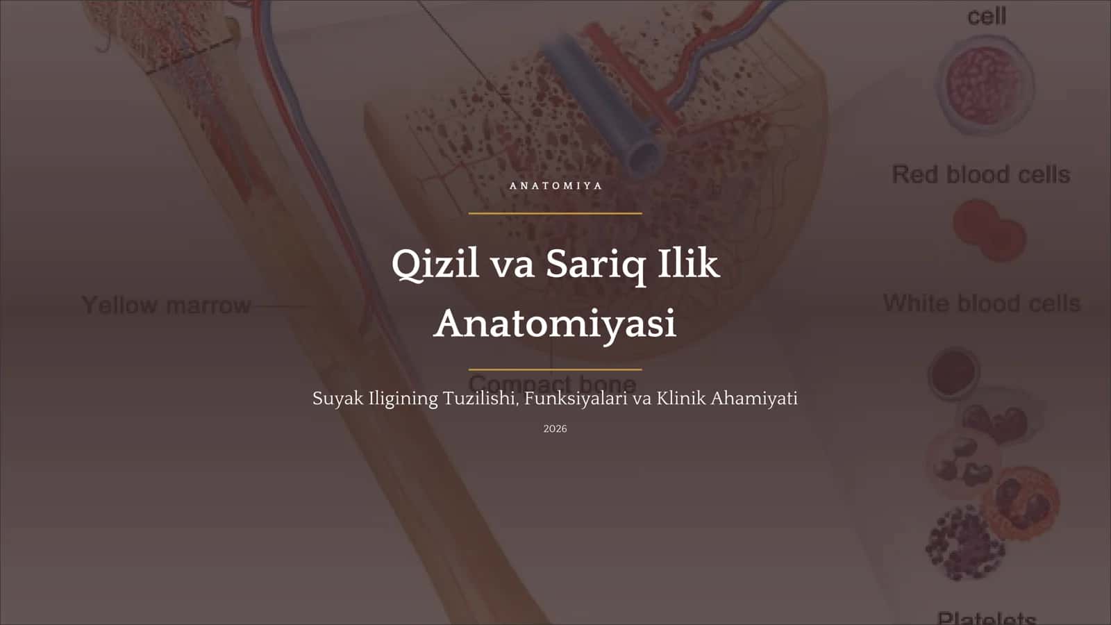 Qizil va Sariq Ilik Anatomiyasi