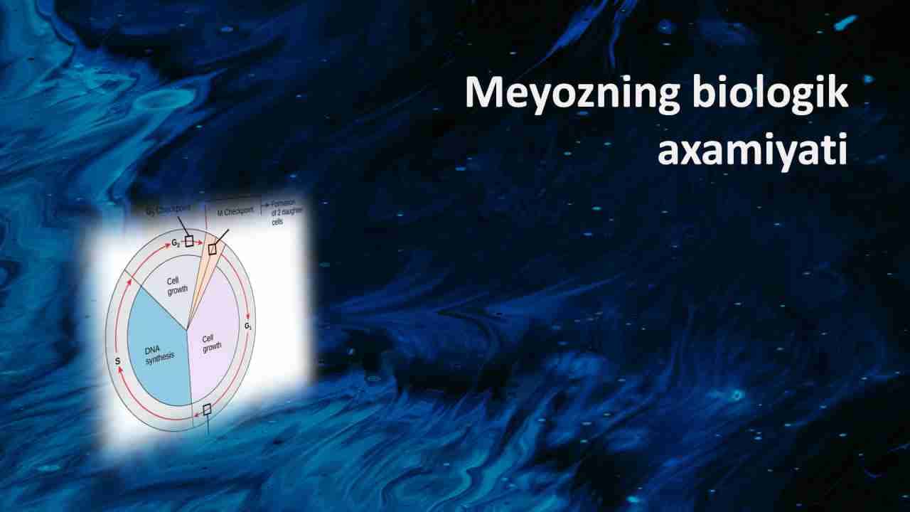 Meyozning biologik axamiyati