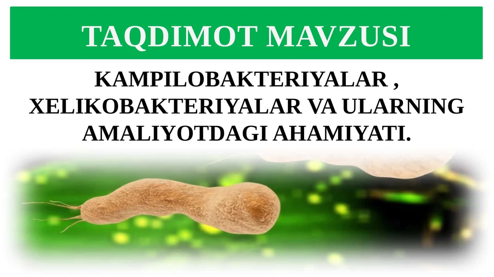 KAMPILOBAKTERIYALAR, XELIKOBAKTERIYALAR VA ULARNING AMALIYOTDAGI AHAMIYATI