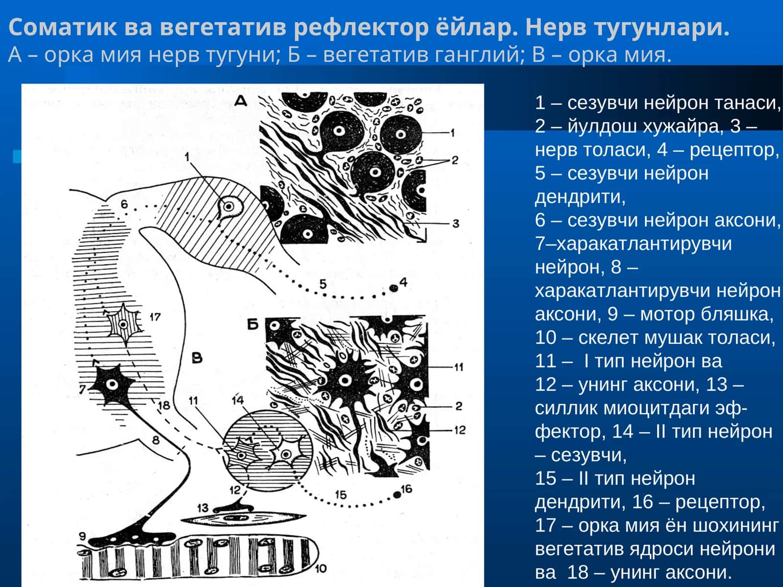 Соматик ва вегетатив рефлектор ёйлар