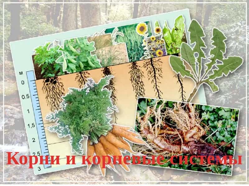Корни и корневые системы