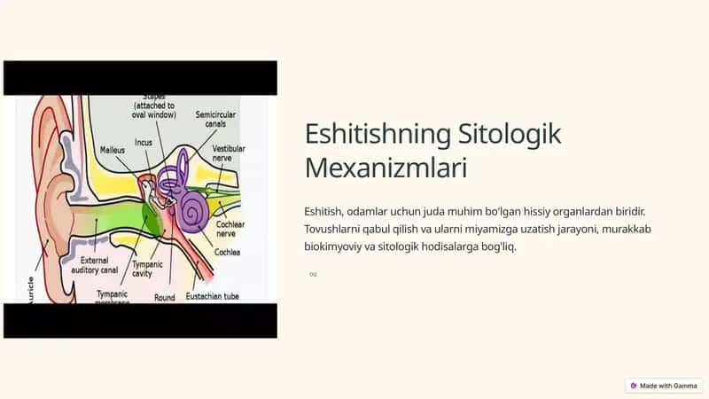 Eshitishning Sitologik Mexanizmlari