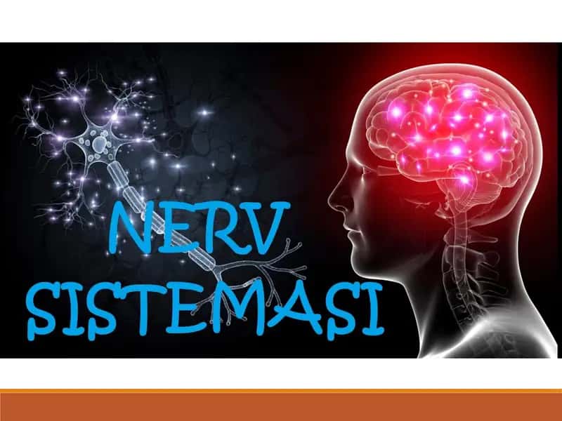 Nervsistemasi
