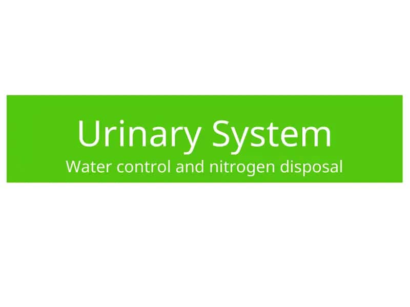 Urinary System