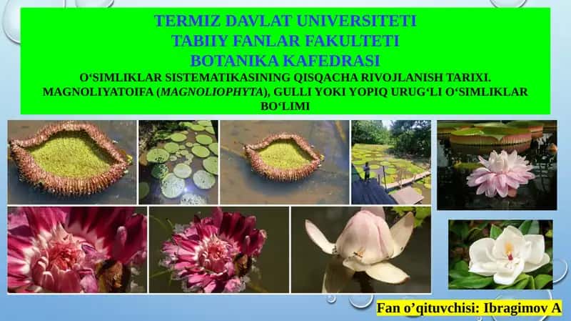 O‘SIMLIKLAR SISTEMATIKASI