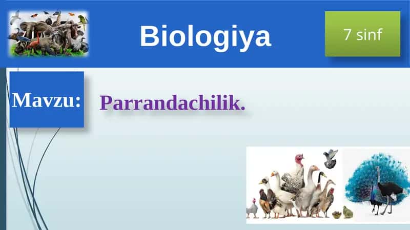 Xonaki Parrandalar
