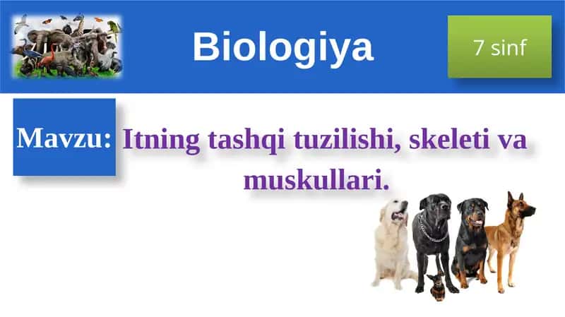 Itning tashqi tuzilishi
