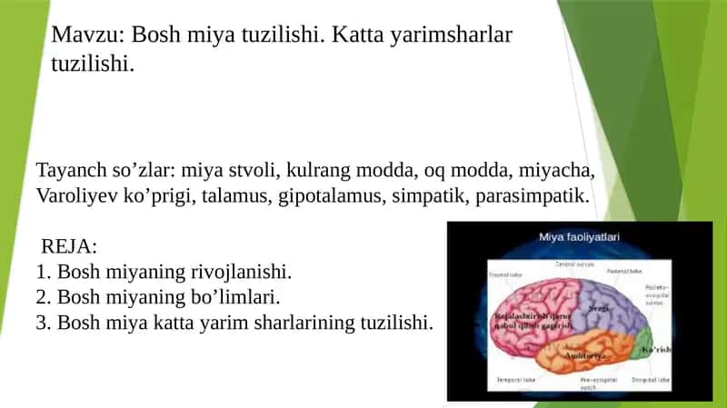 Bosh miya tuzilishi. Katta yarimsharlar tuzilishi.