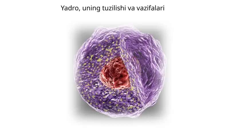 Yadro