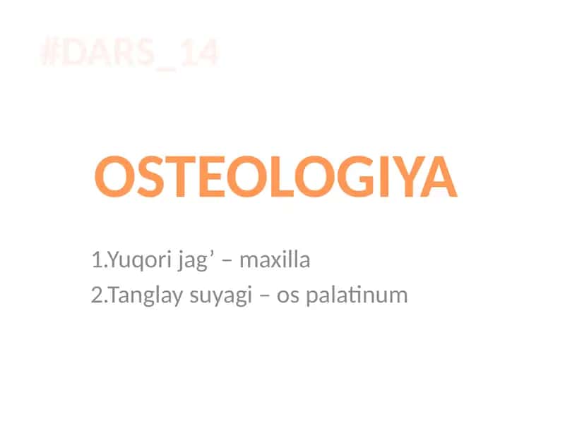 Yuqori jag’ – maxilla