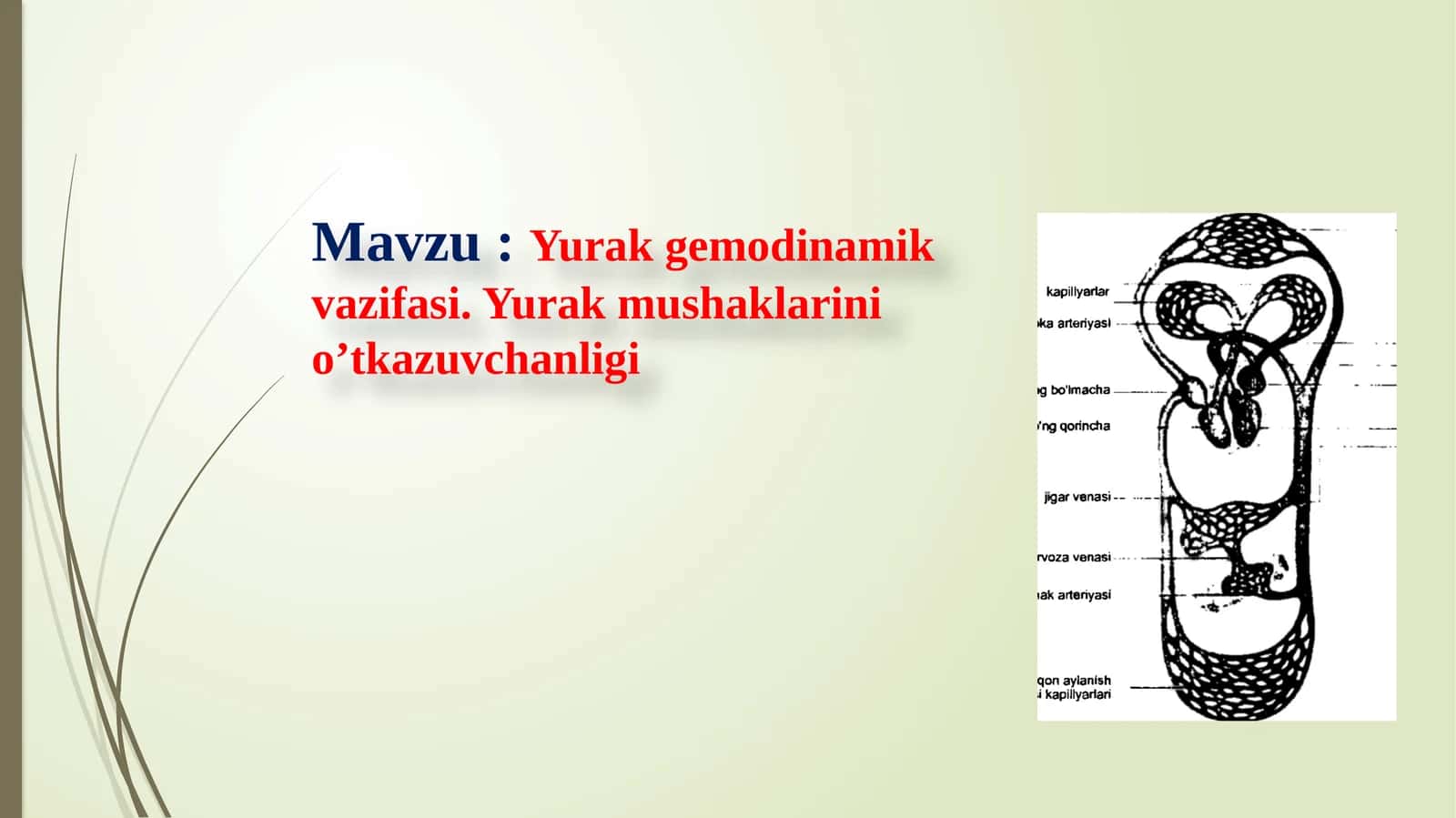 Yurak gemodinamik vazifasi. Yurak mushaklarining o‘tkazuvchanligi