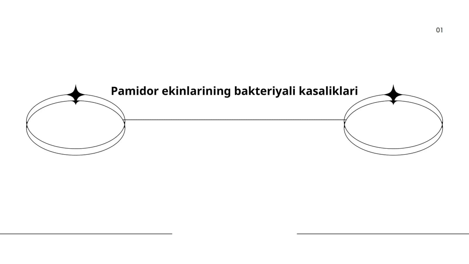 Pamidor ekinlarining bakteriyali kasaliklari