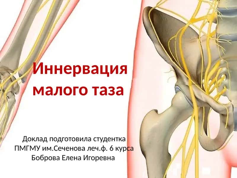 Иннервация малого таза
