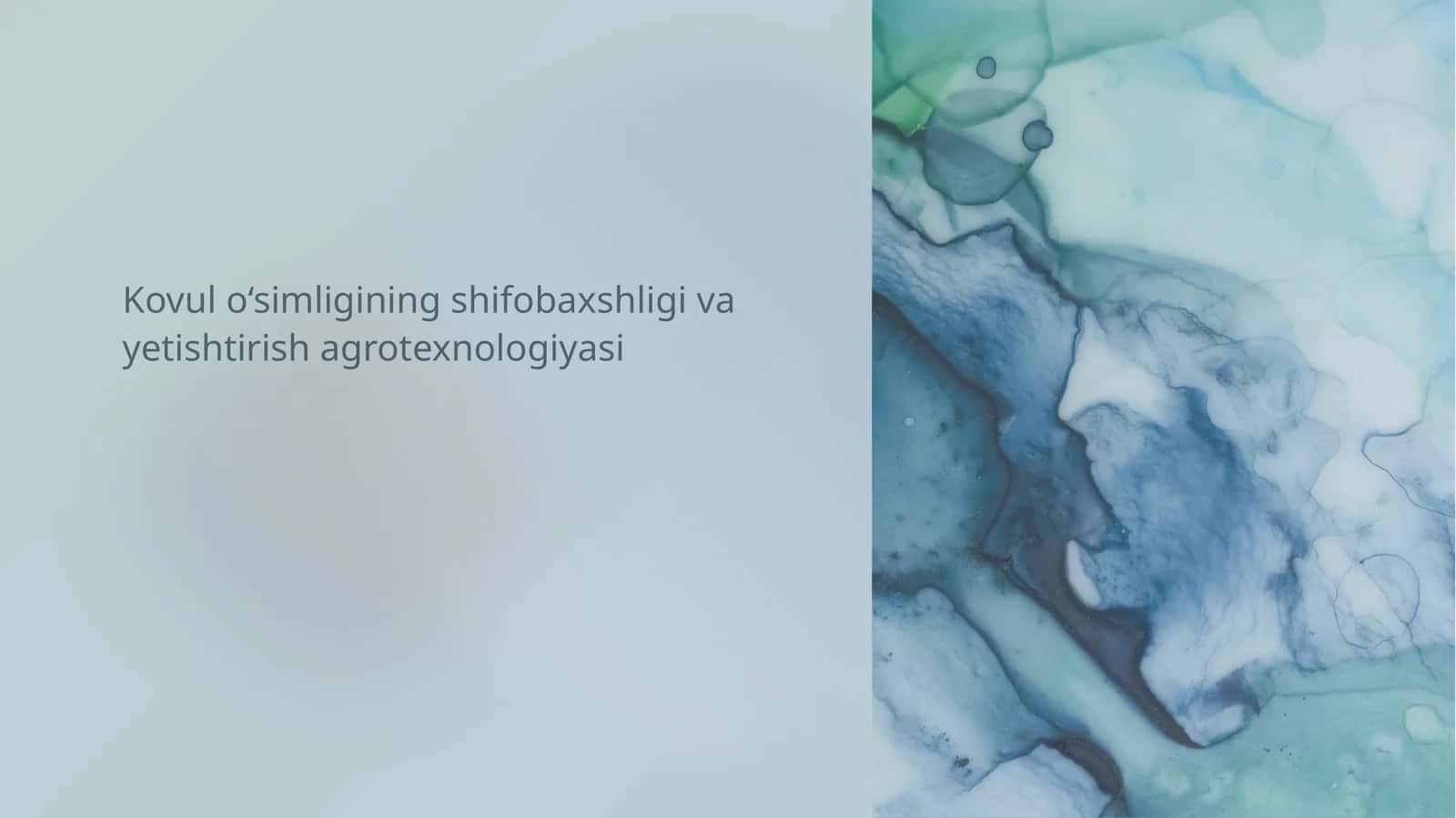 Kovul o‘simligining shifobaxshligi va yetishtirish agrotexnologiyasi