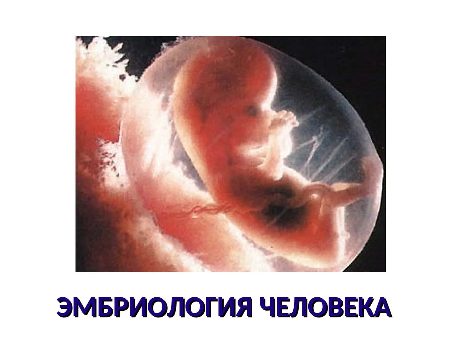 ЭМБРИОЛОГИЯ ЧЕЛОВЕКА