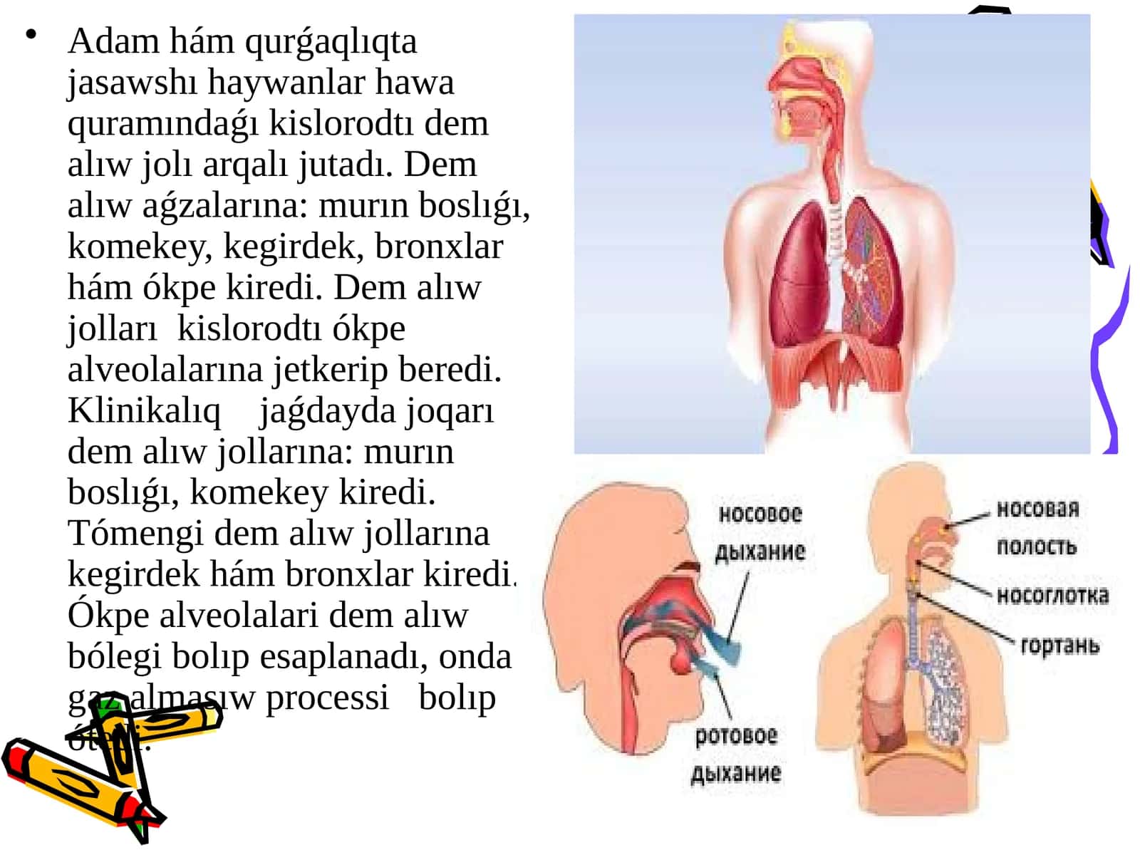 Dem alıw aǵzaları