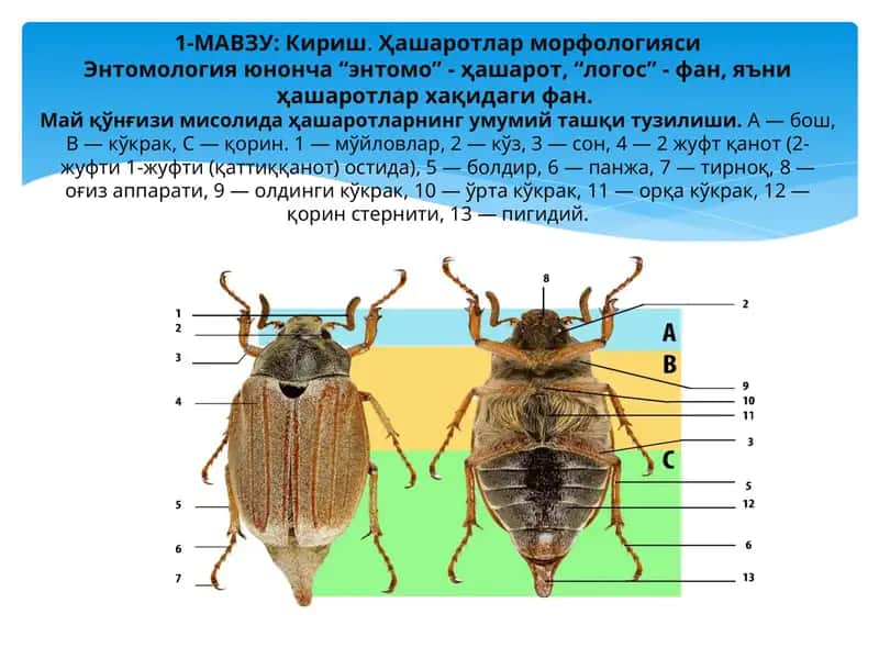 Ҳашаротлар морфологияси