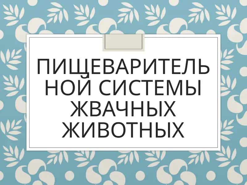 Пищеварительной системы жвачных животных