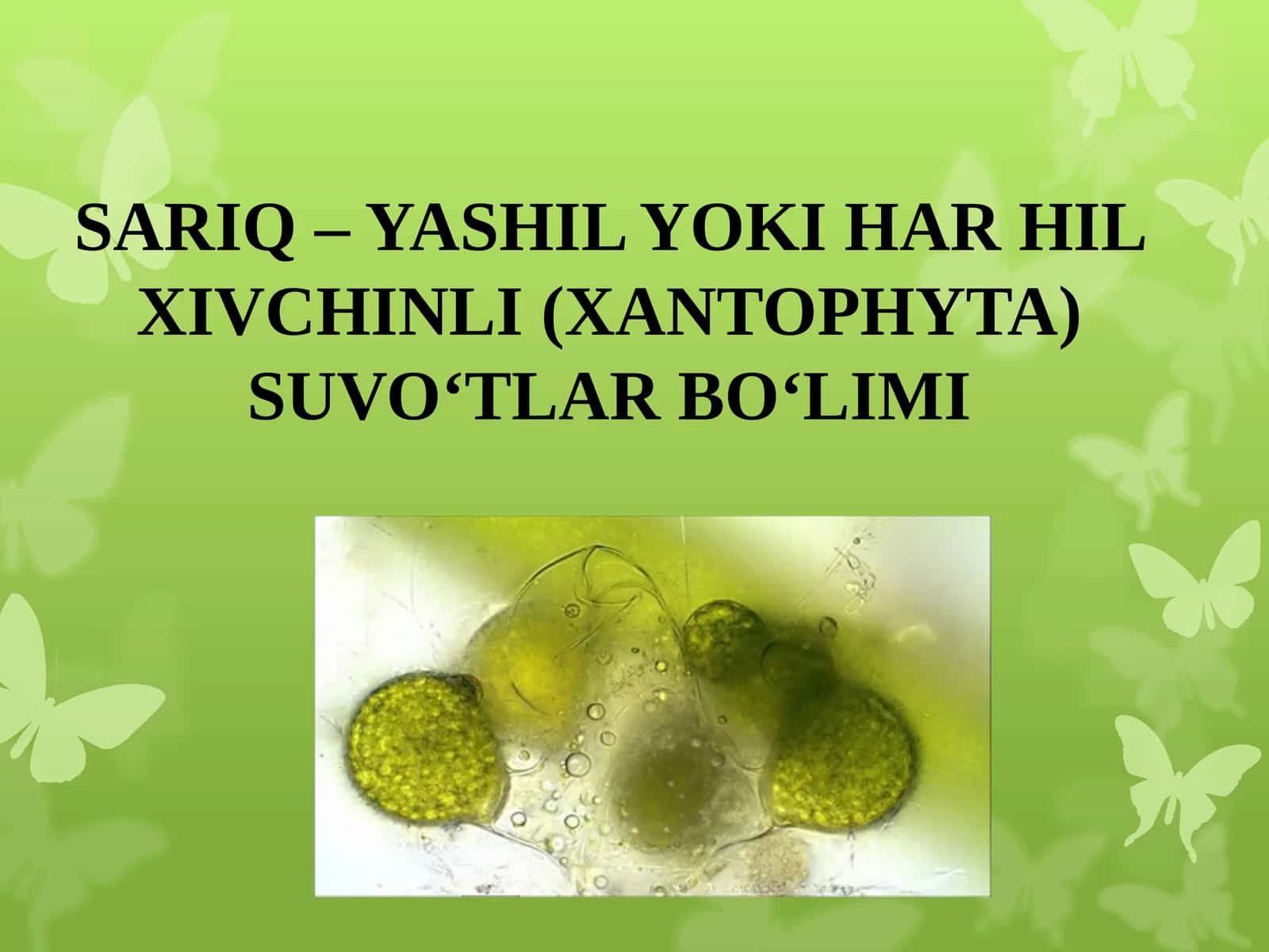 SARIQ –YASHIL YOKI HAR HIL XIVCHINLI (XANTOPHYTA) SUVO‘TLAR BO‘LIMI