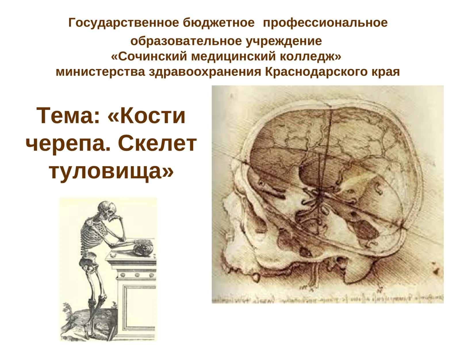 Кости черепа. Скелет туловища