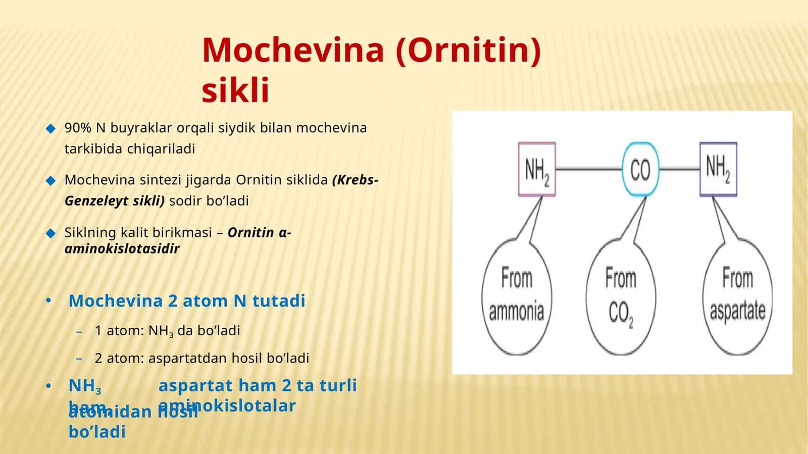 Mochevina(Ornitin)sikli