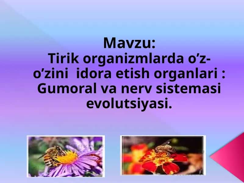 Tirik organizm lardao’z-o’zini idora etish organlari: Gumoral va nerv sistemasi evolutsiyasi