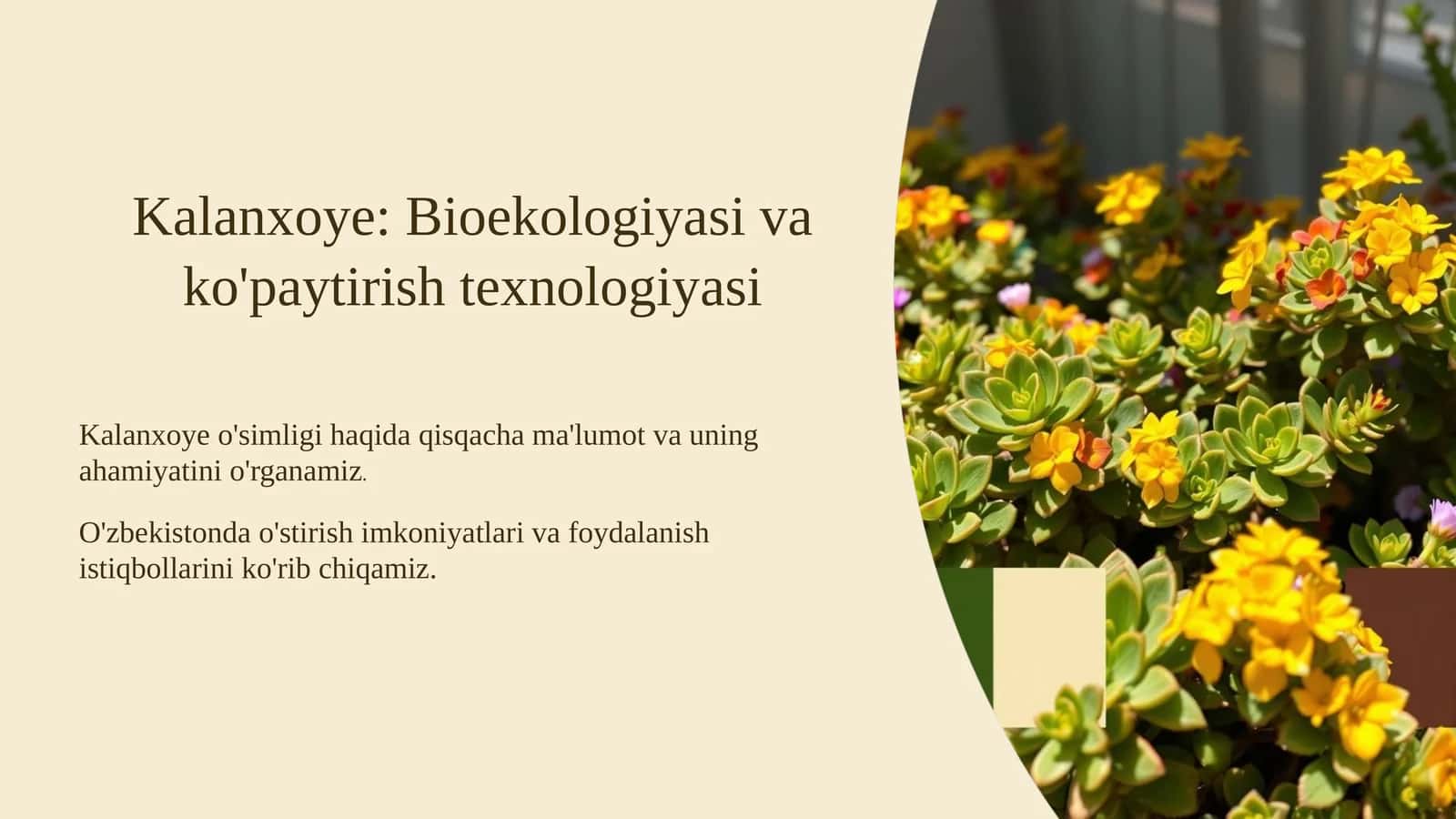 Kalanxoye: Bioekologiyasi va ko'paytirish texnologiyasi