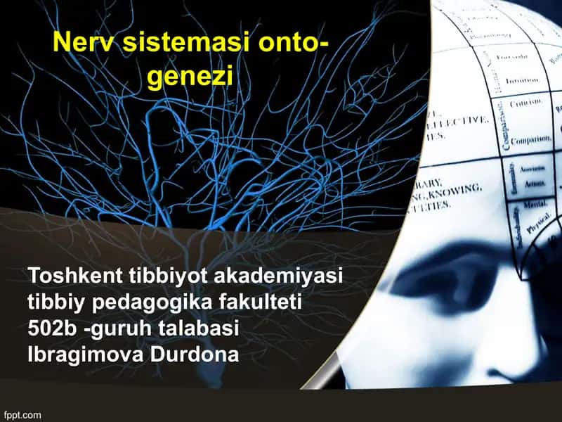 Nerv sistemasi ontogenezi