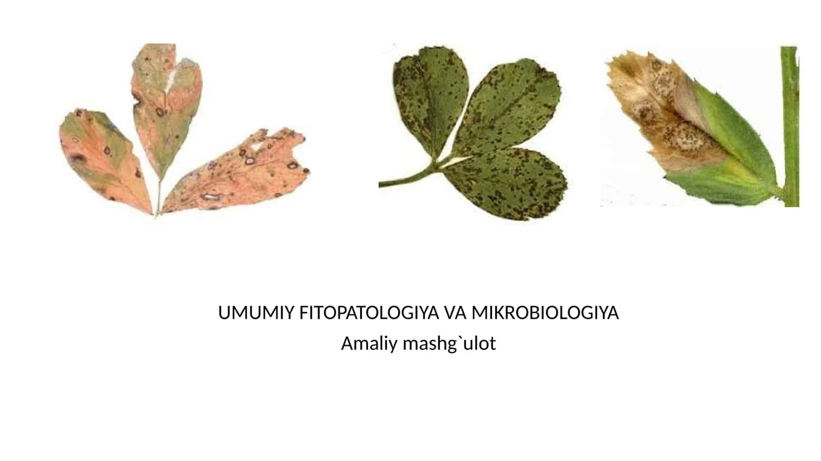UMUMIY FITOPATOLOGIYA VA MIKROBIOLOGIYA