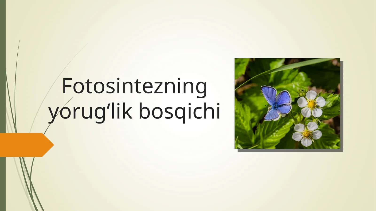 Fotosintezning yorugʻlik bosqichi