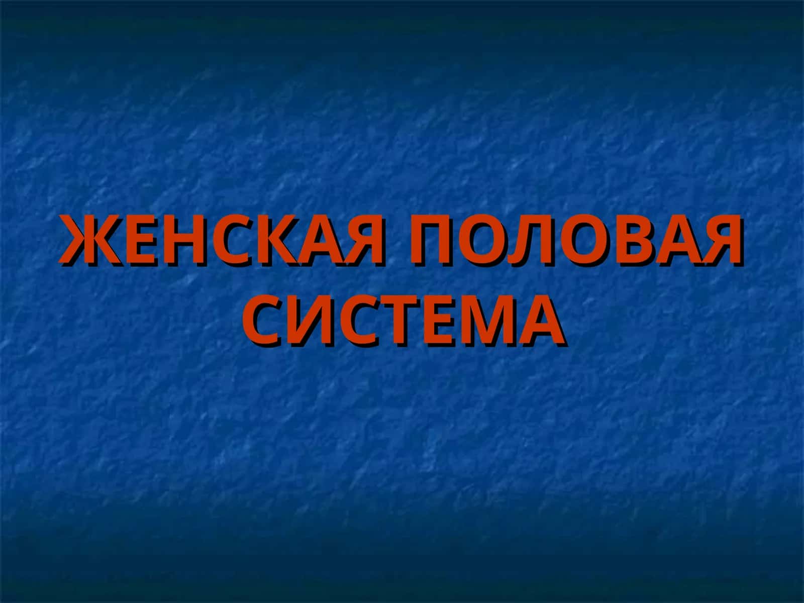 Женская половая система