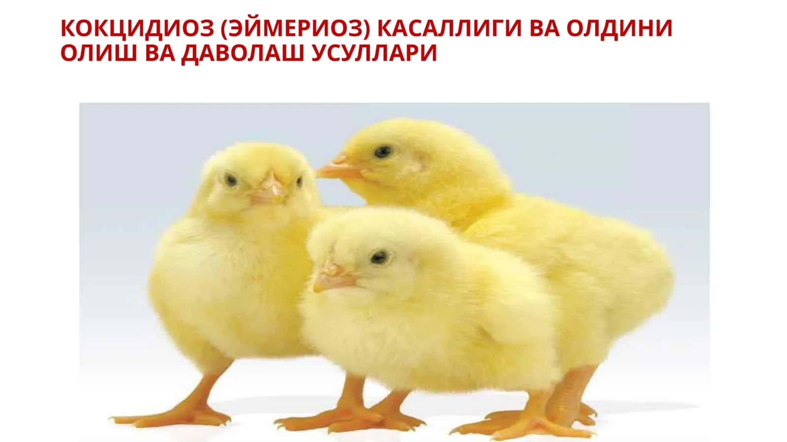 КОКЦИДИОЗ (ЭЙМЕРИОЗ) КАСАЛЛИГИ ВА ОЛДИНИ ОЛИШ ВА ДАВОЛАШ УСУЛЛАРИ