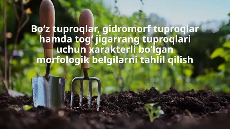 Tuproq morfologiyasi