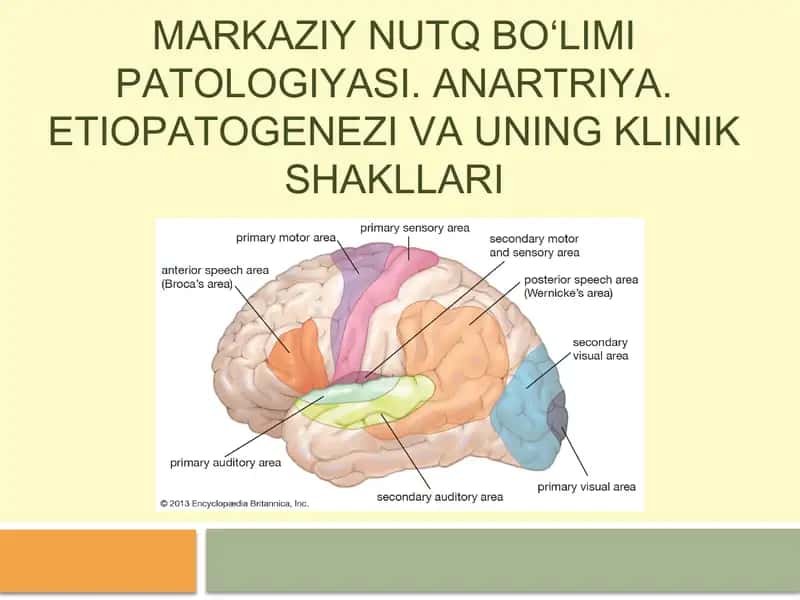 Markaziy nutq bo‘limi patologiyasi