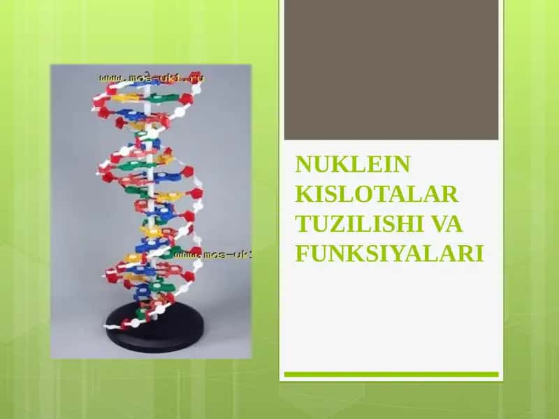 NUKLEIN KISLOTALAR TUZILISHI VA FUNKSIYALARI