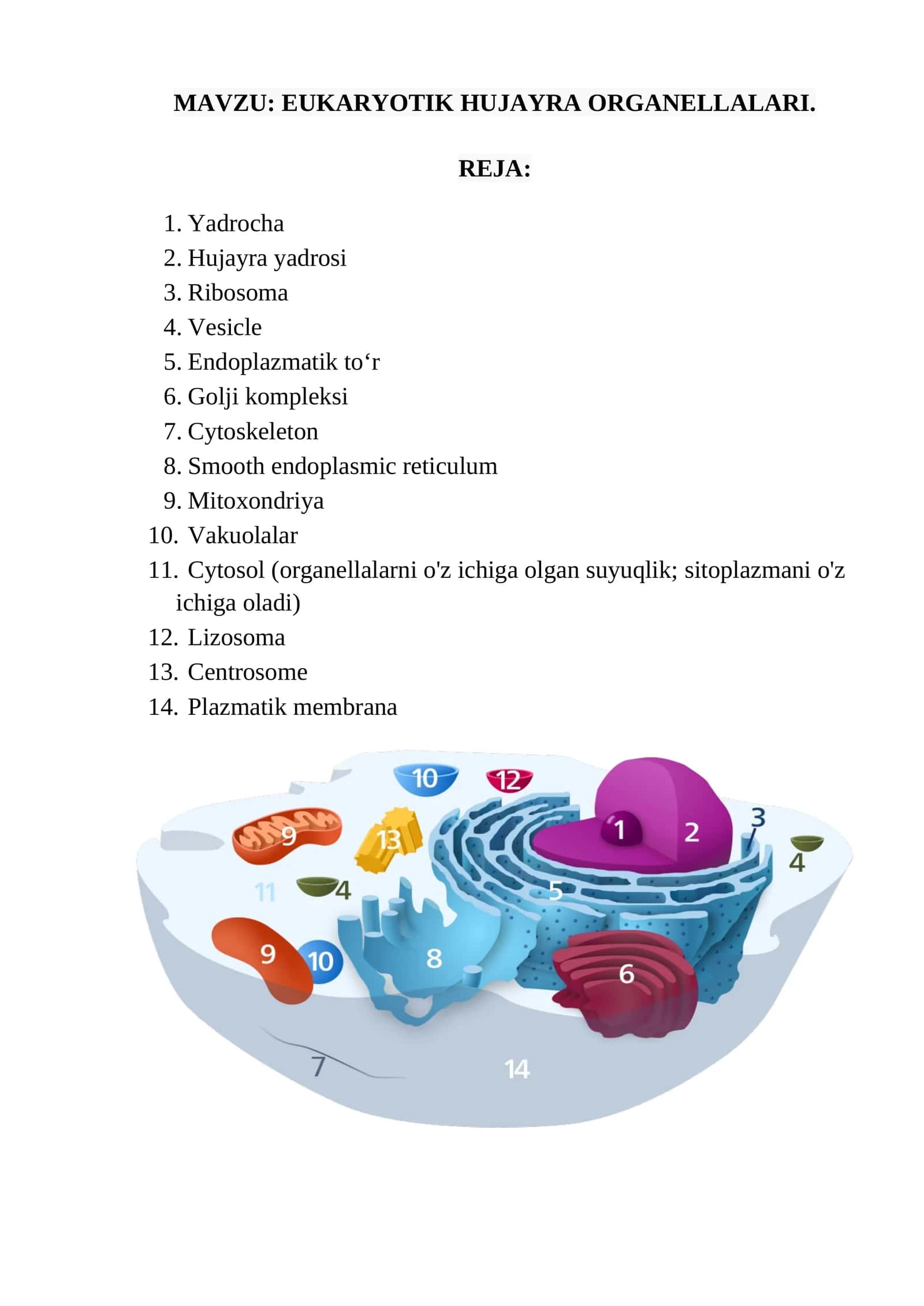 EUKARYOTIK HUJAYRA ORGANELLALARI