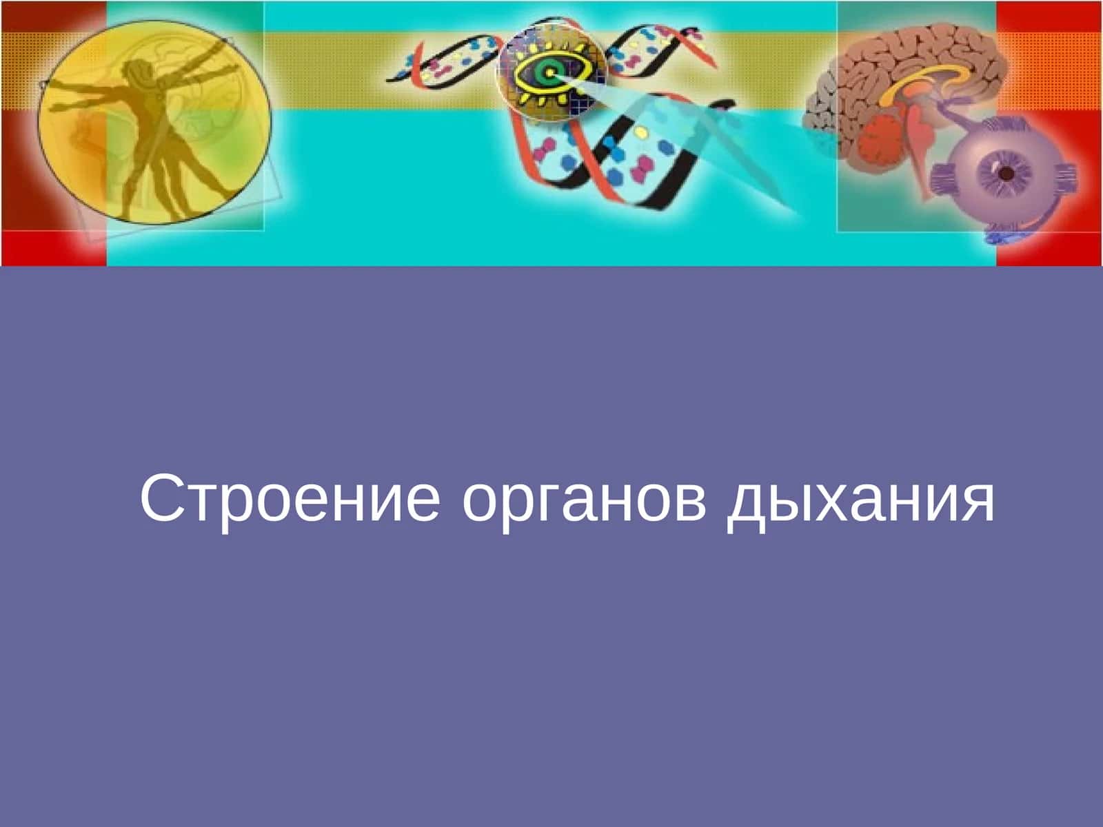 Строение органов дыхания